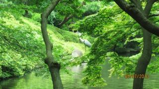 tokyo-giardino-airone