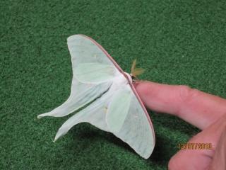 farfalla