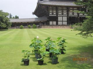tempio-a-nara